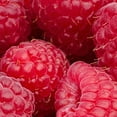 thumbnail image 2 of Direct Gardening Boyne Red Raspberry Bush Potted Fruit Bearing Starter Plant (1-Pack), 2 of 4