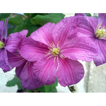 Comtesse de Bouchard Clematis Vine- One of the Most Poplular Clematis - 2.5" Pot