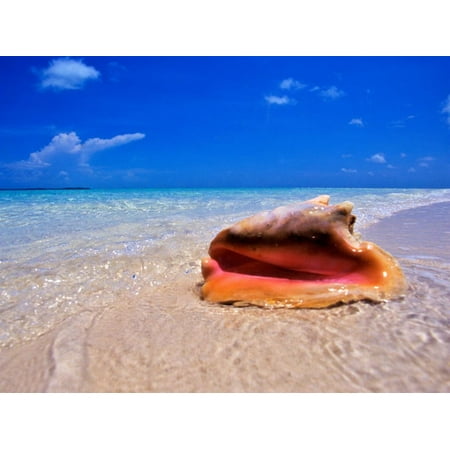 Conch at Water's Edge, Pristine Beach on Out Island, Bahamas Print Wall Art By Greg