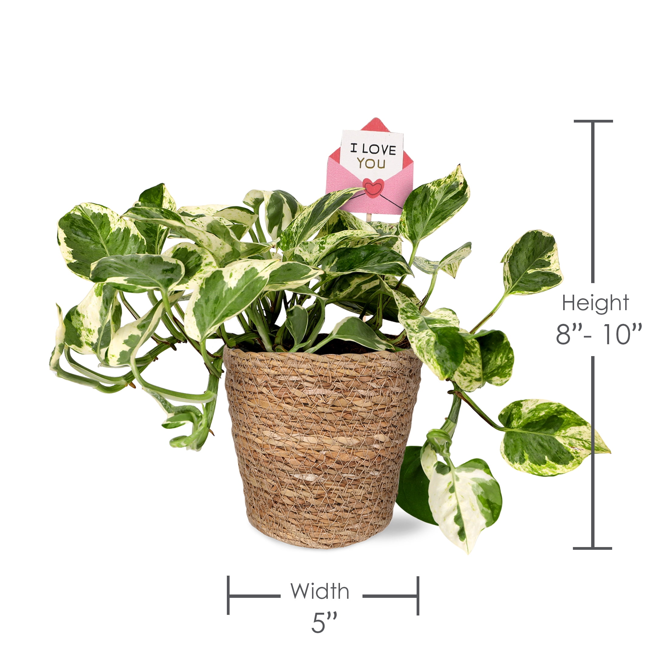 5IN Pothos (Love You Edition) – Seagrass Pot – “I Love You Envelope”