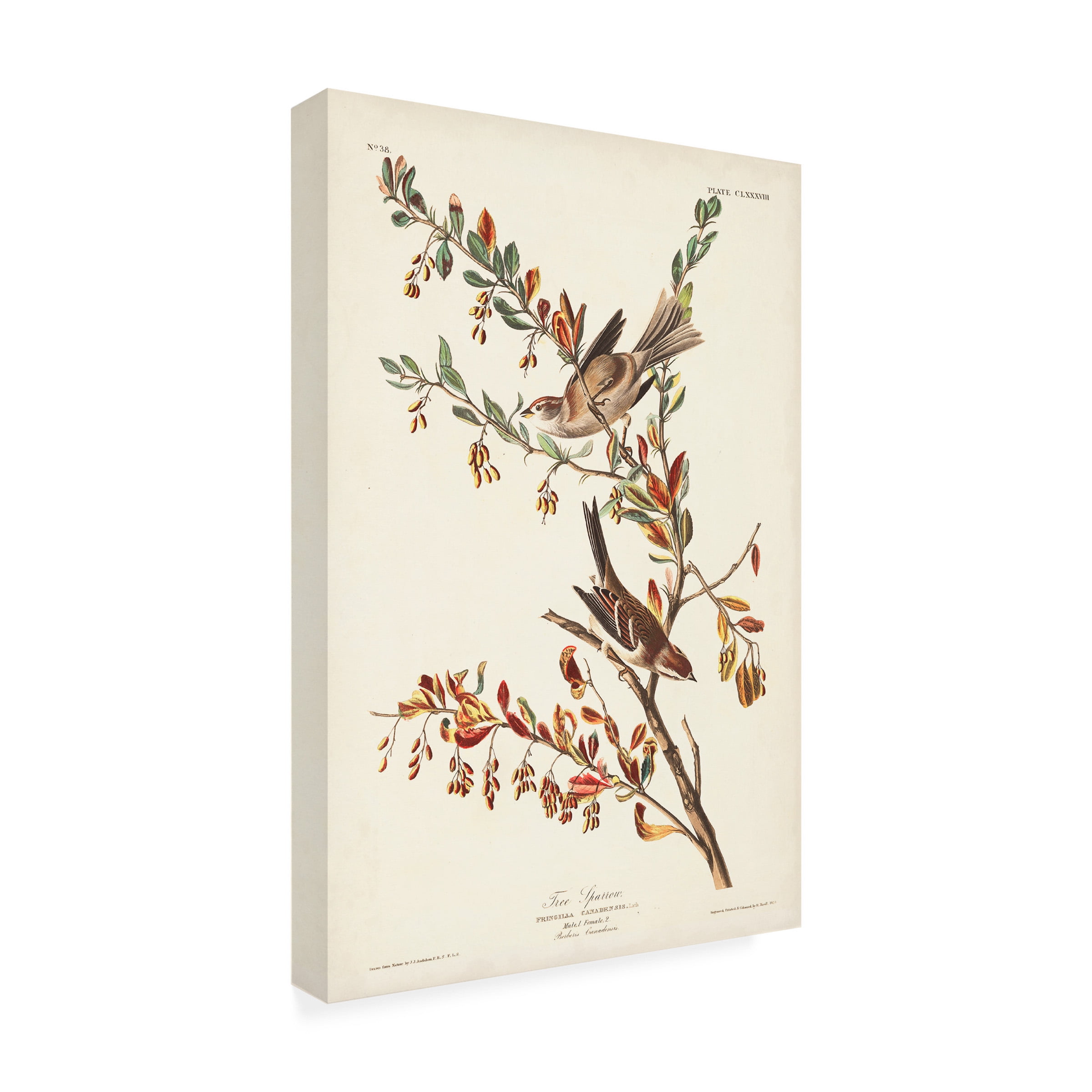 John James Audubon 'Tree Sparrow' Canvas Art