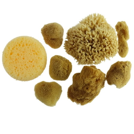 UPC: 0886946498619 | Variety Sponge Value Pack by Craft Smart®