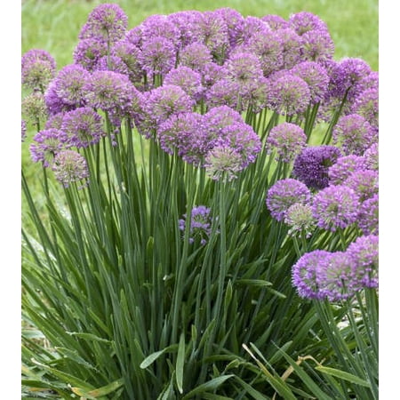Serendipity Ornamental Onion - 1 Gallon Container