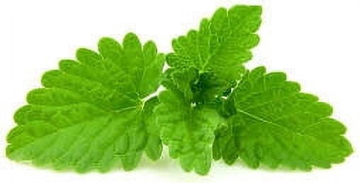 Peppermint Organic Essential Oil 15 ml (1/2 fl oz) - 100% Pure and Natural by Silky Scents