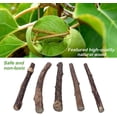 thumbnail image 5 of 30 Pack Cat Chew Sticks, Organic Silver Vine Cat Toys, 5 of 5