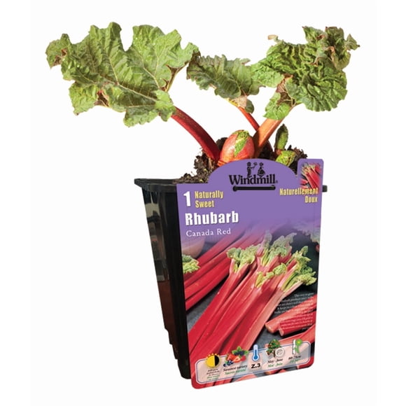 Premium Rhubarb- Fruit 1 per Container Live Plants in 1 Gallon Grower Pots (1 Count) Sun Loving.