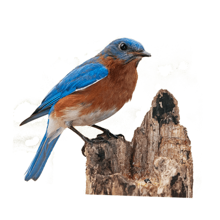 LAMINATED POSTER Summer Nature Songbird Bird Spring Png Bluebird Poster ...