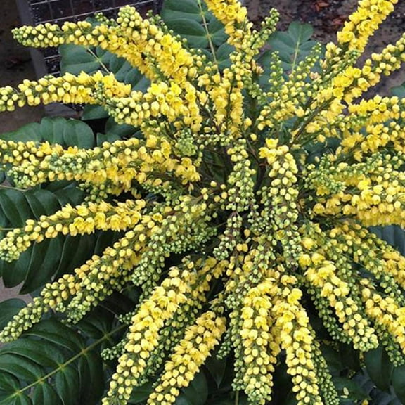 Southern Living Marvel Mahonia Live Shrub in 2.5-Quart Grower Pot