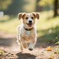 thumbnail image 4 of Fournitures pour Animaux Localisateur Intelligent pour Chats et Chiens avec Suivi Historique des Routes Dispositif de Localisation Réel pour Utilisation Intérieure Extérieure Android Compatible Durable TPR, 4 of 6