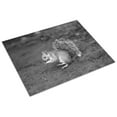 thumbnail image 3 of Print: Squirrel, 1913, 3 of 4