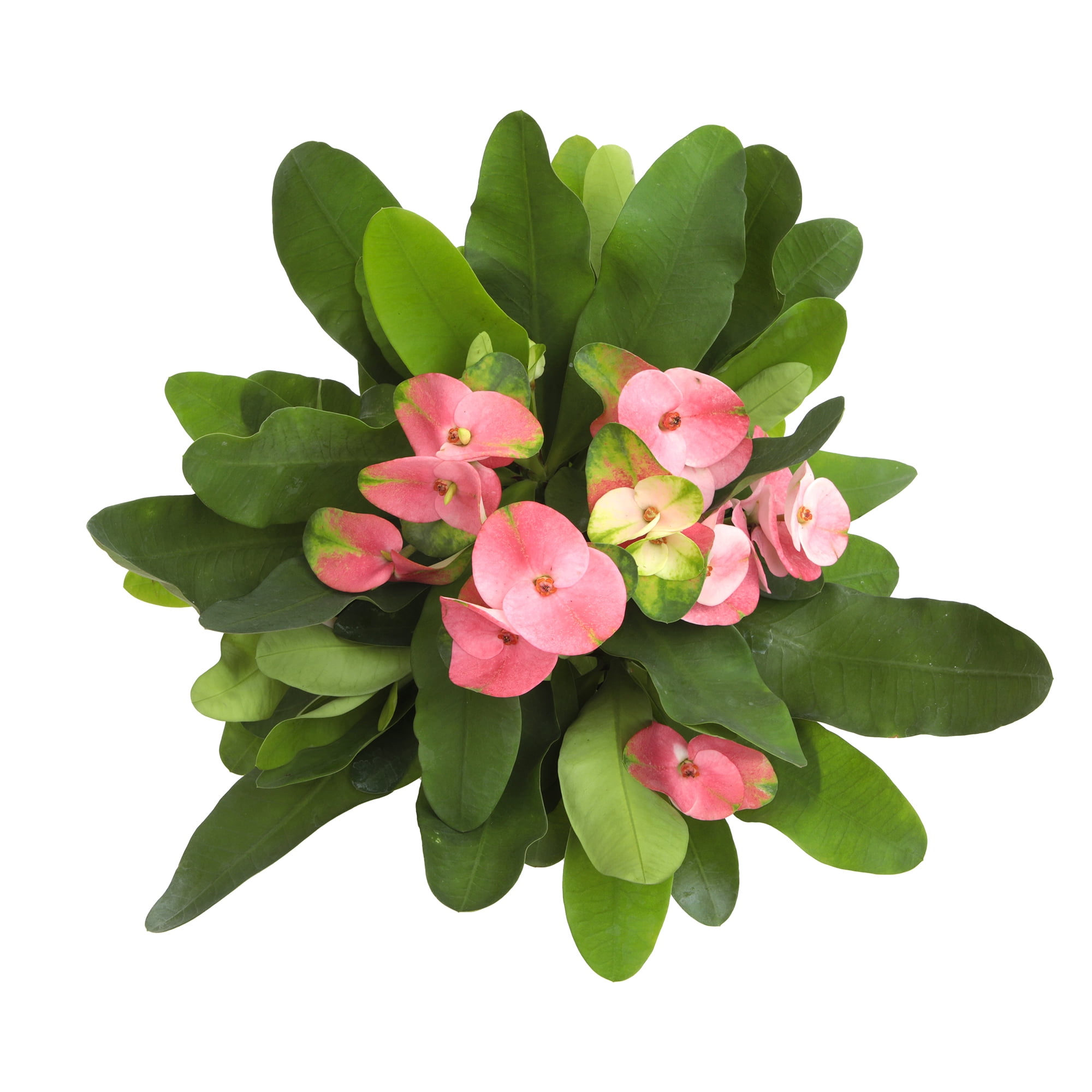 Altman Plants Pink Crown of Thorns Plant (Euphorbia Milii) in 4.25" White Planter