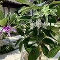 thumbnail image 1 of Plant Support Clips for Orchids and Tomatoes, 30 Pack Garden Flower Clips with Spring Design for Stems and Vines, 1 of 5