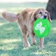 thumbnail image 3 of Disco volador suave de PU para niños, juguete interactivo de entrenamiento deportivo al aire libre para cachorros de perro (verde), 3 of 8