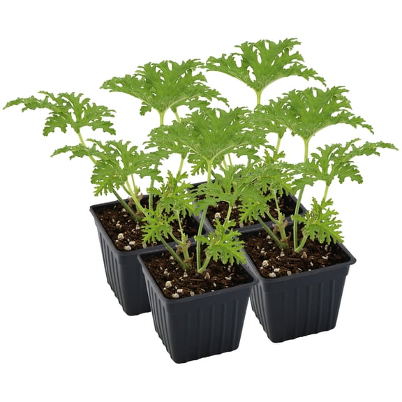 Live Citronella Geranium Plants (4-Pack); Pelargonium Citronella Scented Potted Plants
