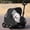 Black, variant on Pet Stroller for Small Dogs and Cats, Capacity up to 33 lb, Gravity-Fold Design,Black
