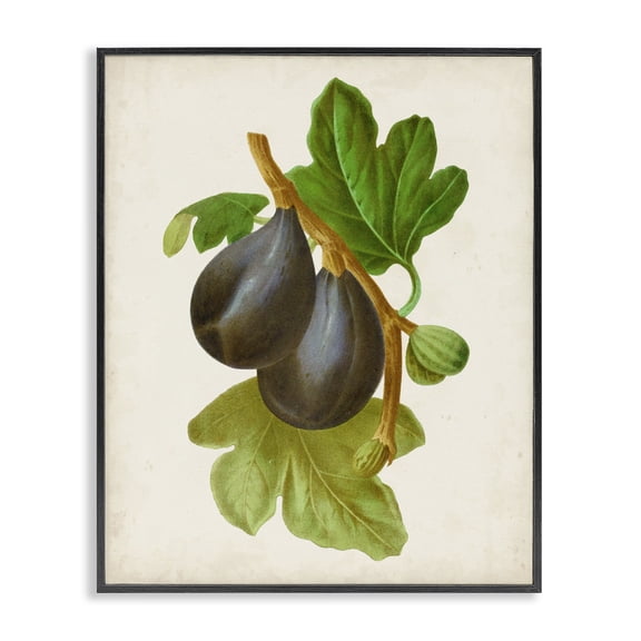 Stupell Industries French Country Vintage Fruit Plum Black Framed Giclee Art, 24 x 30, by Vision Studio