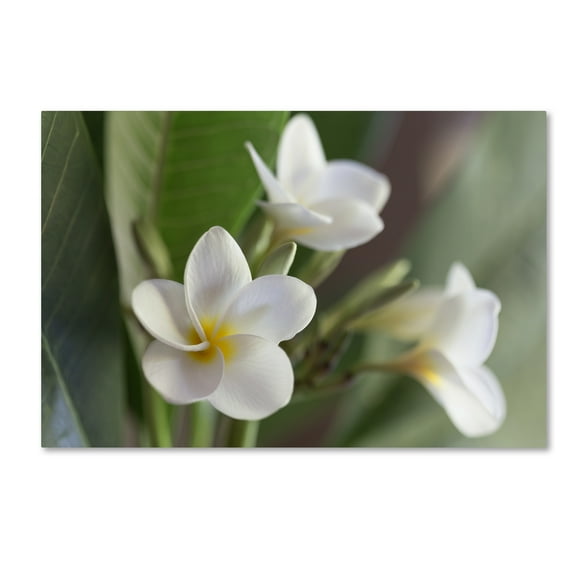 Trademark Fine Art 'Plumeria Bloom' Canvas Art by Pierre Leclerc