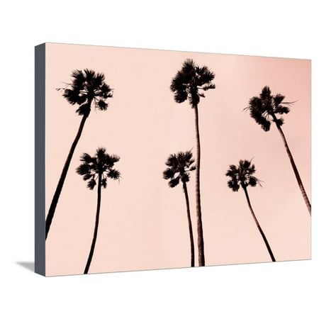 Palm Trees 1997 Copper Pink Tropical Tree Fine Art Photo Stretched Palm Trees 1997 Copper Pink Tropical Tree Fine Art Photo Stretched Canvas Print Wall By Erik Asla