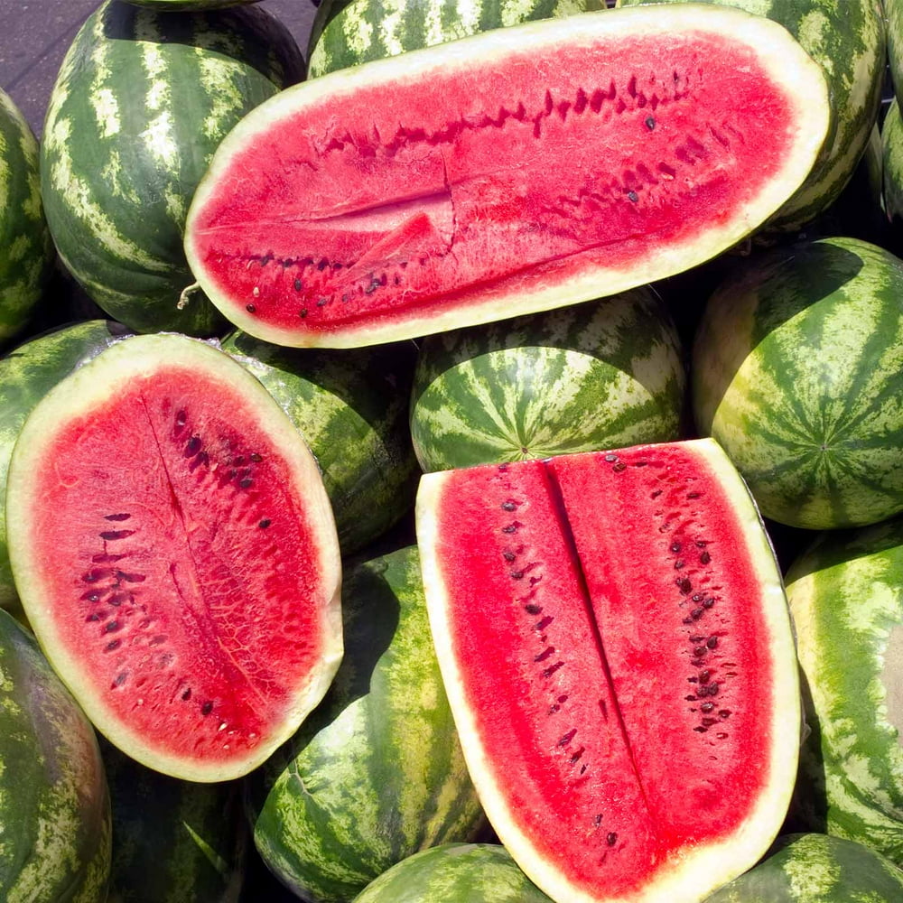 Watermelon Garden Seeds Sugar Beauty Hybrid 100 Seeds NonGMO