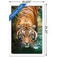 thumbnail image 2 of Tigre - Eau, 2 of 4