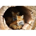 thumbnail image 2 of Twin Fox Hidden Hollow Wall Mural by Wallmonkeys Peel and Stick Graphic (48 in W x 32 in H) WM225099, 2 of 4