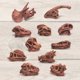 thumbnail image 3 of Gwong Juguete 11 unids / set dinosaurio fósil modelo alta simulación pintada a mano carnotaurus dinosaurio cráneo fósil figurilla para niños Gwong 30011293, 3 of 6