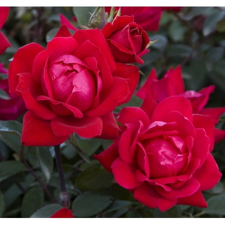 Double Red Knock Out® Rose Bush - 4