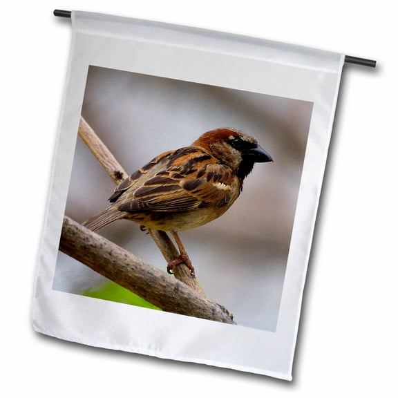 3dRose, House Sparrow, 12 x 18 inch Garden Flag