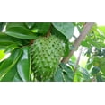 thumbnail image 2 of Soursop Tree - Pawpaw Plant - Live Tree in a 1 Gallon Pot - 1-2 Feet Tall - Annona Muricata - Tropical Edible Fruit Bearing Tree, 2 of 5