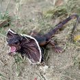 thumbnail image 2 of Frilled Lizard Figurine Realistic Plastic Lizard Reptile Figurine for Collection Science Educational Prop, 2 of 4