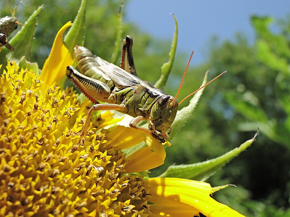 Locust Eating Insect Macro Bug20 Inch By 30 Inch Laminated