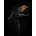thumbnail image 2 of Andalgalornis steulleti  a flightless predatory bird Poster Print, 2 of 2