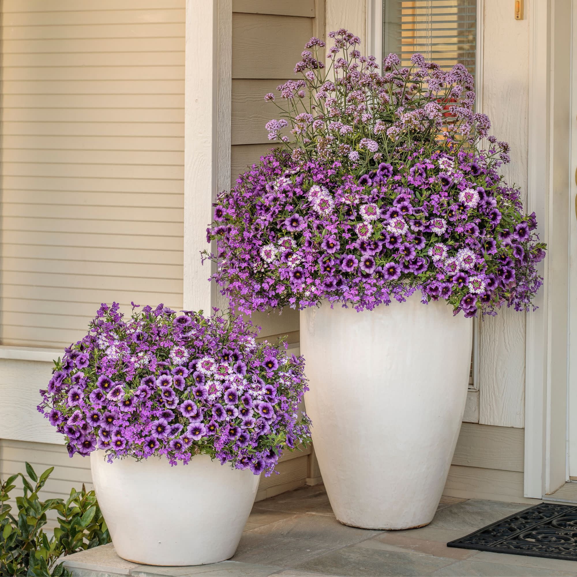 Proven Winners 4" Purple Superbena Sparkling Amethyst Verbena Live Plant in 4.25" Pot (4 Count)