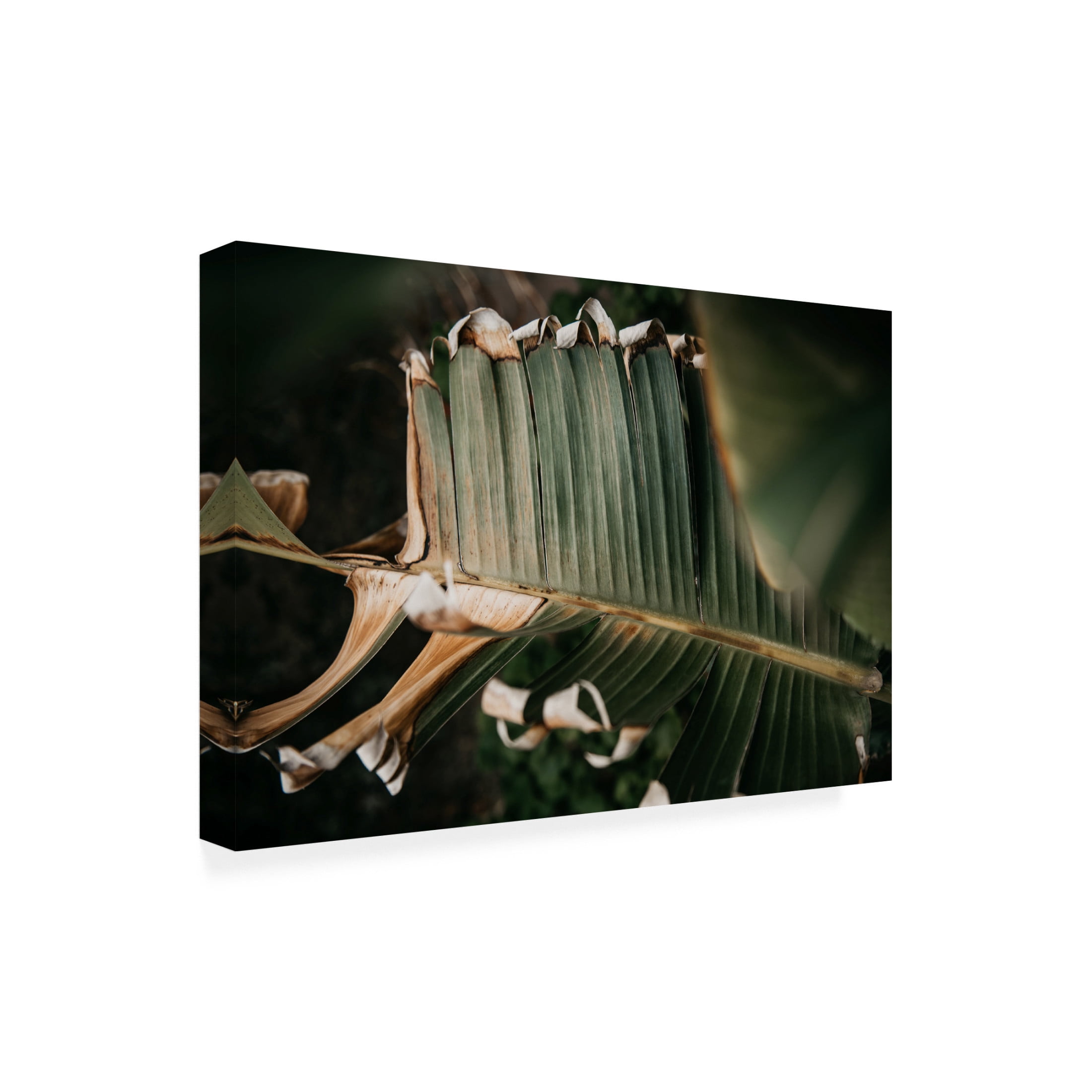 Trademark Fine Art Tim Mossholder Palm Decay Canvas Wall Art