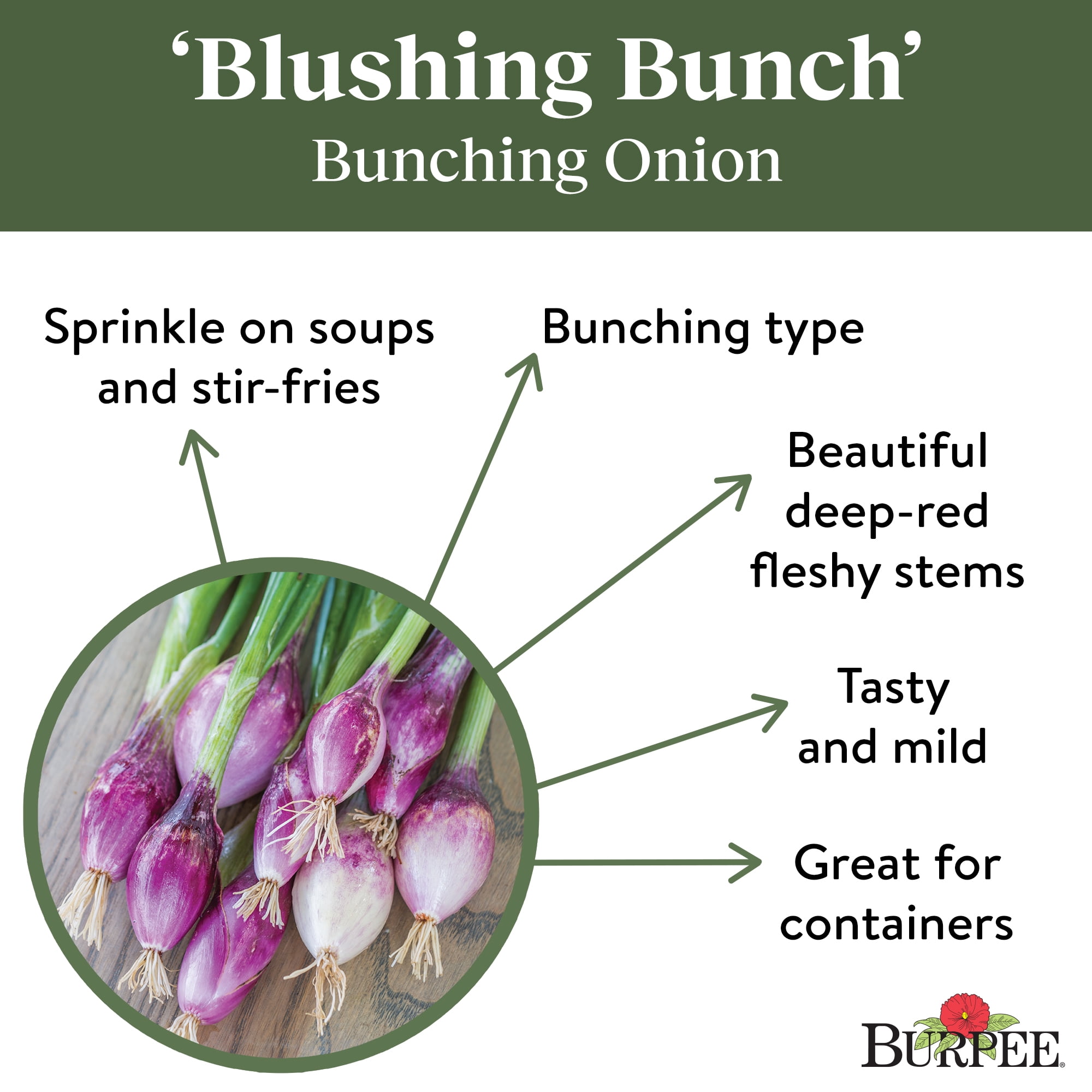 Burpee Blushing Bunch Bunching Onion Seeds - Container-Friendly, Vegetable Gardening Seeds, 1-Pack