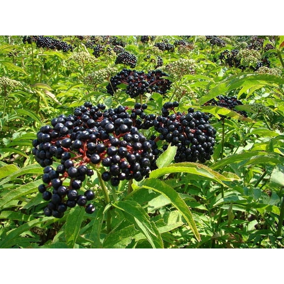 100 seeds - Elderberry - fresh this season's harvest from my garden very healthy