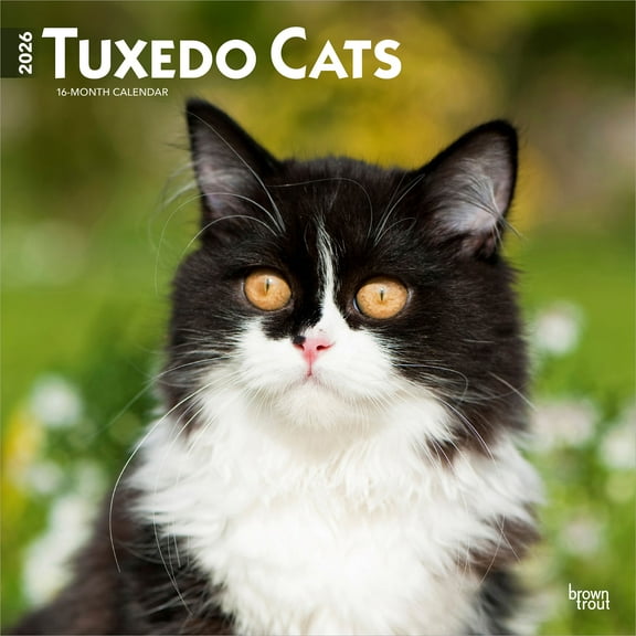 Tuxedo Cats | 2026 12x24" (Hanging) Wall Calendar | Plastic-Free | BrownTrout
