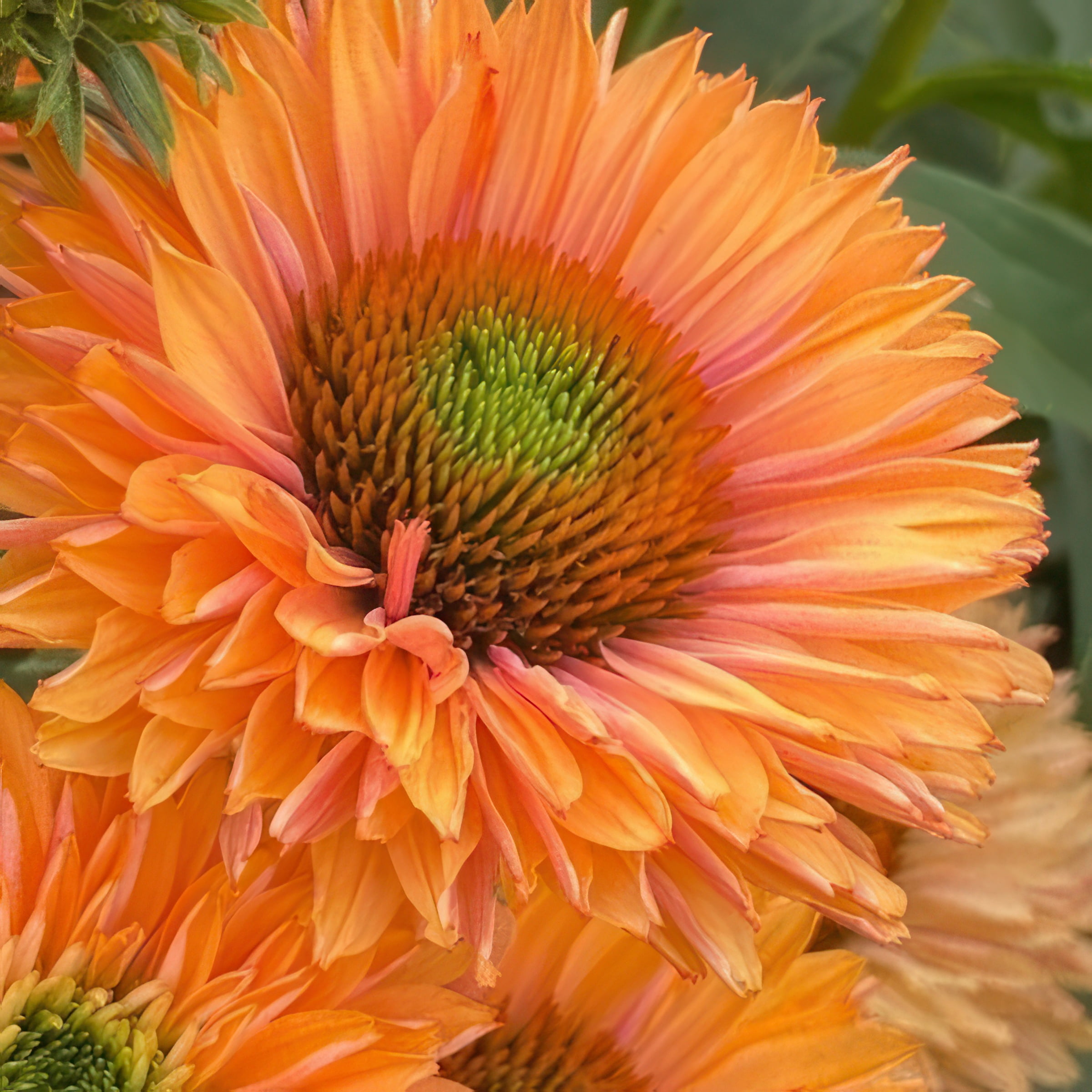 National Plant Network 3.25 in. Echinacea SunSeekers Pumpkin Pie Live Perennial Plant with Orange Flowers (3-Pack)
