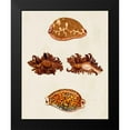 thumbnail image 2 of Knorr, G.W. 12x14 Black Modern Framed Museum Art Print Titled - Knorr Shells VIII, 2 of 5