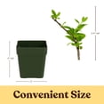thumbnail image 4 of My Shelfie - White Fragrant Japanese Honeysuckle Vine, Starter Plant, Climbing Landscape Outdoor Garden Plant 2-Inch Pot, 1-Pack, 4 of 9