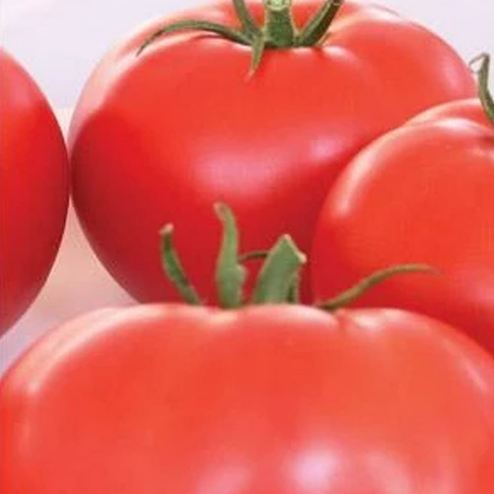 Organic Beefsteak Tomato Seeds 25 Seeds NonGMO, Open Pollinated