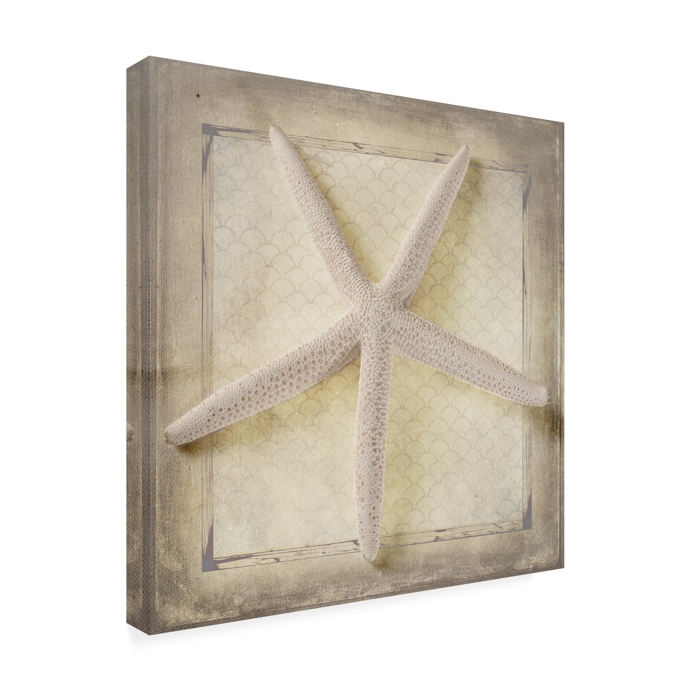 LightBoxJournal 'Starfish' Canvas Art