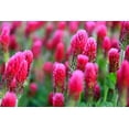 thumbnail image 2 of Crimson Clover Seeds for Planting (5 Pounds), 2 of 3