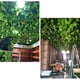thumbnail image 4 of Inteprter La seda transforma el espacio con plantas artificiales Plantas artificiales Aplicación amplia respetuosa con el medio ambiente Decoración del hogar, 4 of 6
