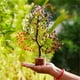 thumbnail image 1 of Árbol de La Vida de Cristal, Curación de Los 7 Chakras, Árboles de Cristal para Decoración Del Hogar y La Oficina, Decoración de Cristal, Árboles Bonsái de Dinero para Energía Positiva., 1 of 7