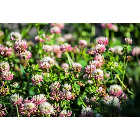 1500 ALSIKE CLOVER Trifolium Hybridum Pink & White Flower Legume Seeds