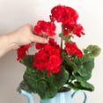 thumbnail image 4 of Set of 3 Silk Red Geranium Bouquets - For Spring and Summer Floral Arrangements, Centerpieces and Home Decor, 4 of 7