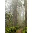 thumbnail image 2 of Illg, Cathy and Gordon 11x14 White Modern Wood Framed Museum Art Print Titled - CA, Redwoods NP Trail through redwood trees, 2 of 4