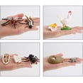 thumbnail image 4 of Flmtop Jouet Éducatif Réaliste Conception d'Animaux Cycle de Croissance Simulation Plastique Enfants Apprendre Miniature pour Enfants, 4 of 8