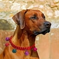 thumbnail image 3 of Soft Acrylic Pet Collar With For Small Cats And Dogs Comfortable Lightweight Adjustable Indoor Outdoor Use, 3 of 4